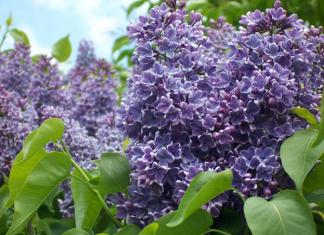Комнатные растения с фиолетовыми цветами — топ коллекция Где растут фиолетовые цветы