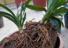 Виды орхидей: Фаленопсис, Ванда, Каттлея, Дендробиум, Камбрия, Цимбидиум, Пафиопедилум (Башмачок) Какие бывают цветы орхидеи